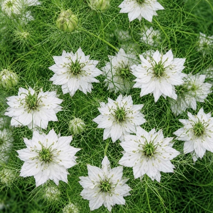 Picture of Nigella Miss Jekyll White